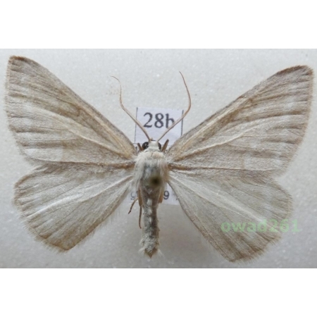 Pseudoterpna pruinata (Hufnagel, 1767) Czech28b